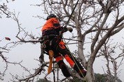 Tree removal Services in Melbourne